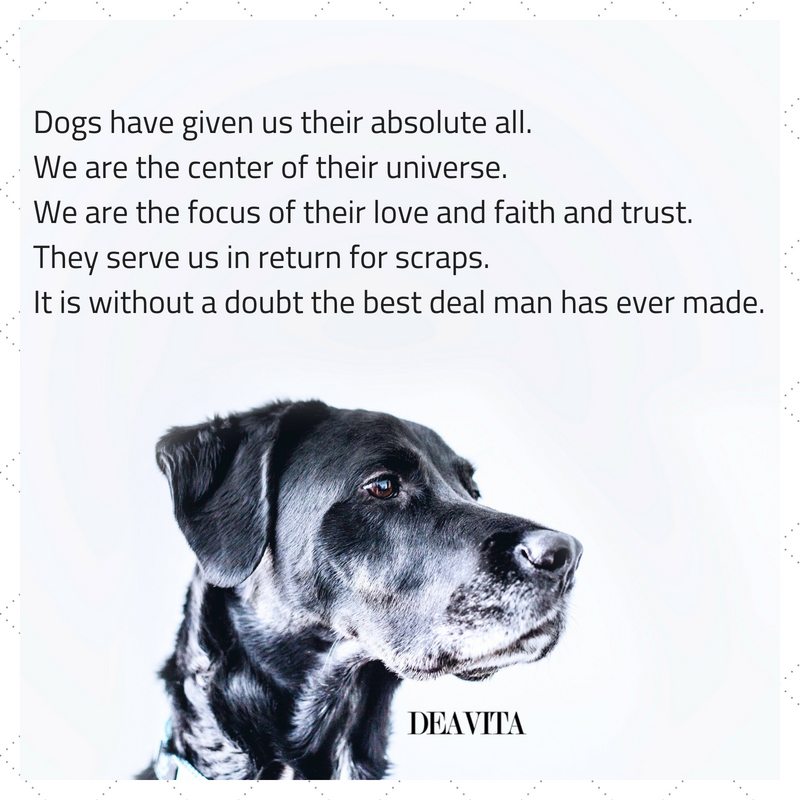 30 Dog quotes and sayings about man