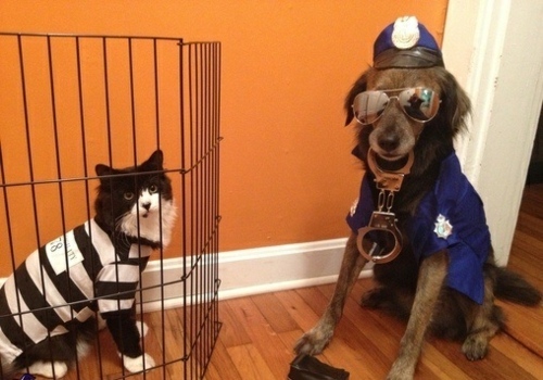 Dog cat funny idea Halloween Cop prisoner 