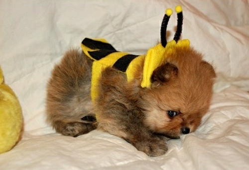 Pomeran Baby Sweet Bee Costume Idea Halloween 