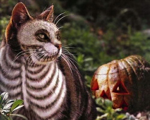 Skeletton cat make up creepy idea animal