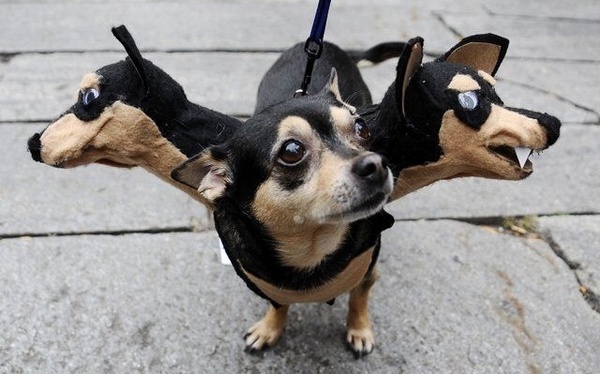 funniest-Halloween-costumes-pets-siamese-dogs