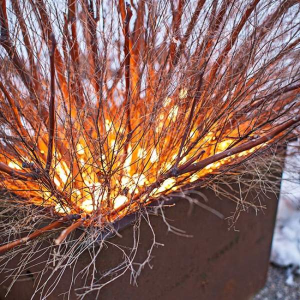 Bare branches in lights fire