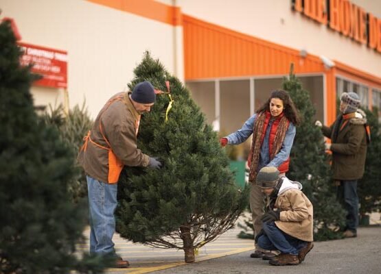 Choosing-the-perfect-tree