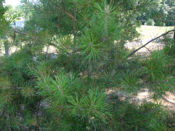 Virginia pine tree