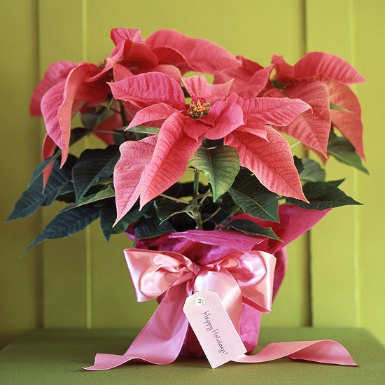 christmas decoration flowers wrapped poinsettia holiday message