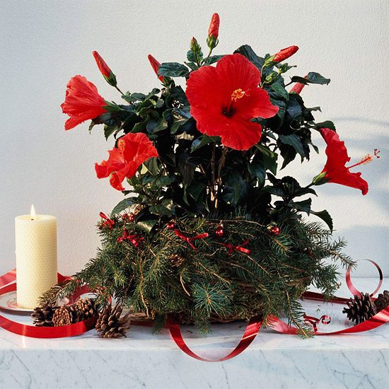 christmas indoor flower arrangement evergreens ribbons