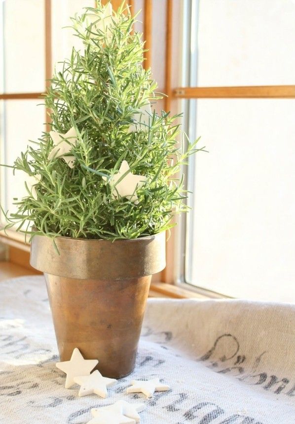 creative decoration ideas potted rosemary tabletop tree