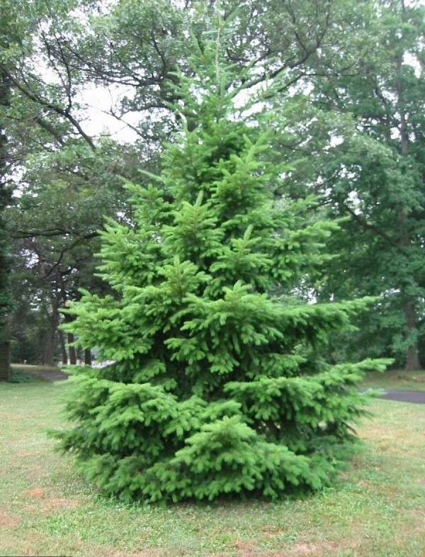 douglas- fir-tree