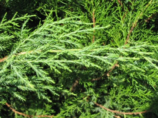 eastern red cedar tree branches