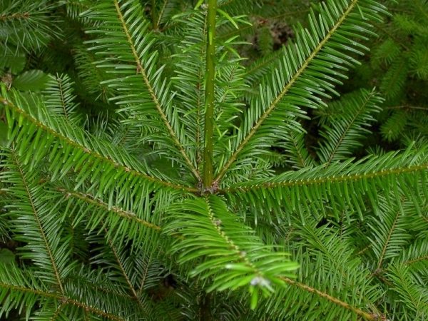 grand fir tree needles