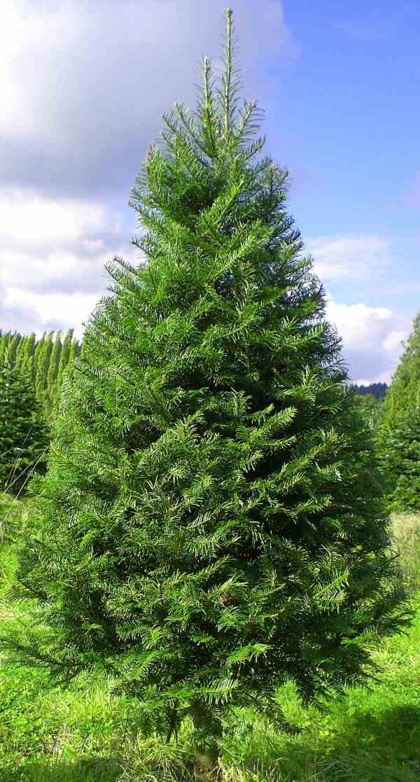 picking the best christmas tree