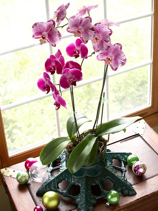 ideas orchid and ornaments
