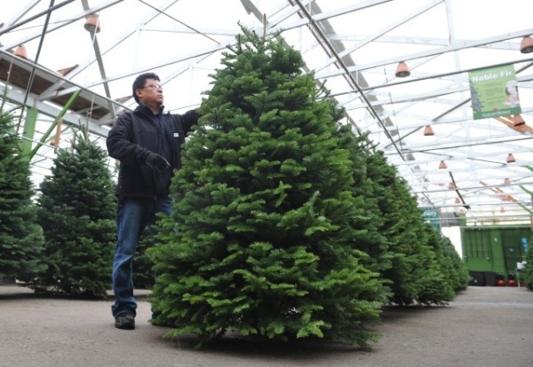 measuring christmas trees