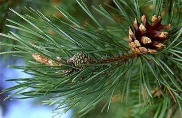 scotch-Pine-needle