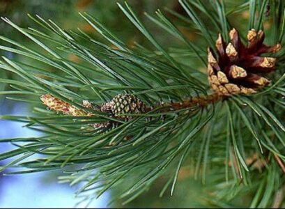 scotch-Pine-needle