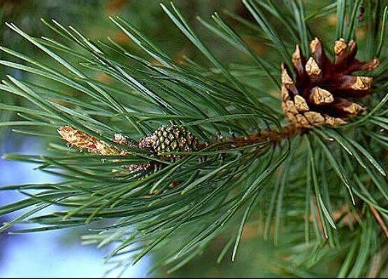 scotch-Pine-needle