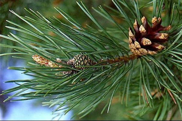 scotch Pine needle
