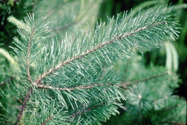 searching best tree for christmas scotch pine