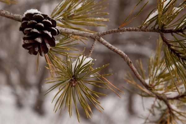 virginia pine tree cone