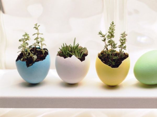 DYI planters ideas beautifully planted colored eggshell holiday interior decoration ideas