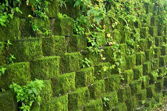 retaining wall ideas moss covered vertical wall