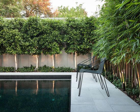 Privacy swimming pool concrete path chairs high trees