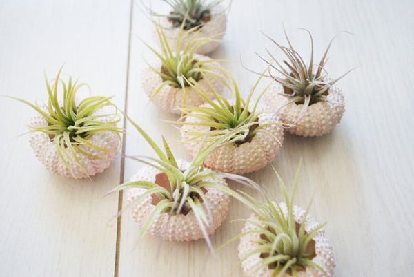 Sea urchin as hanging planters wall decoration with green plants
