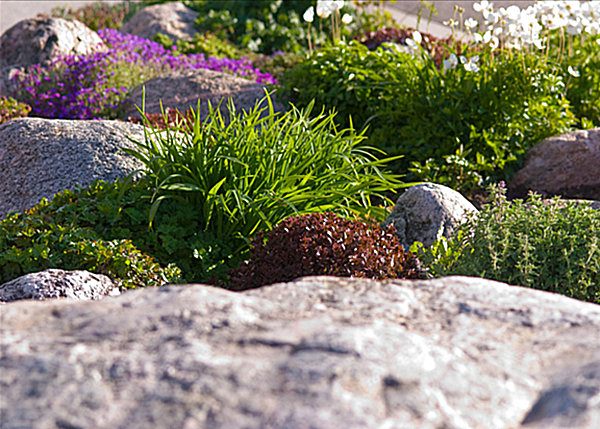 artistic decorative stones rock plants