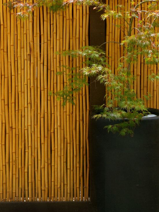 asian garden landscape design wall tree in pot