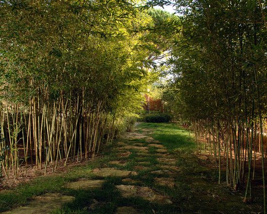 asian landscape modern style bamboo trees stone slabs path