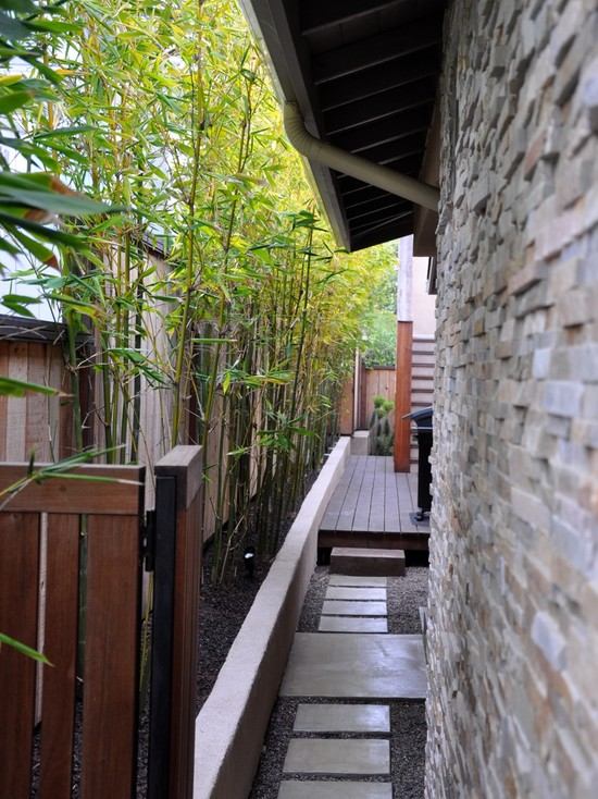 bamboo trees privacy wall modern garden