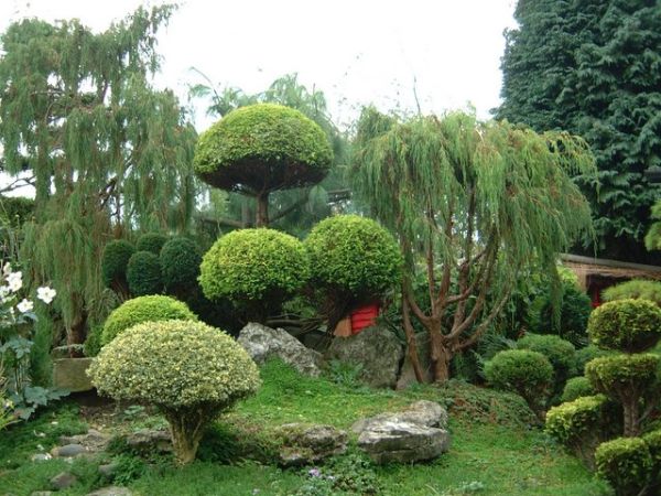 beautiful garden design variety of plants asian accent backyard landscape