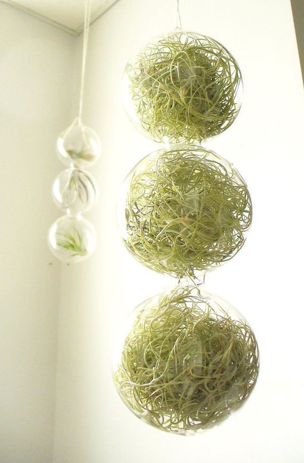 contemporary interior accents glass globe flower pots air plants