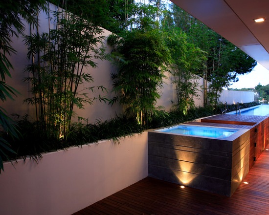 contemporary pool and bamboo trees in garden