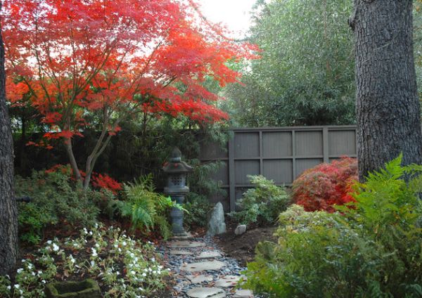 fantastic Japanese maple colorful garden accent privacy fence