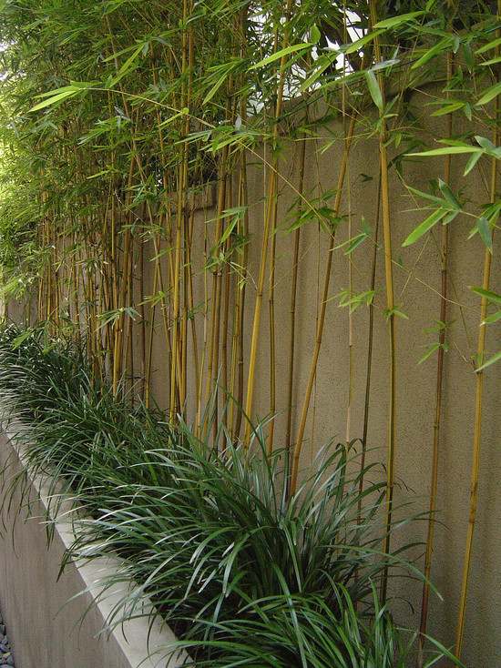 garden design retaining wall bamboo plants
