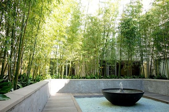 landscape design bamboo plants around rectangular courtyard