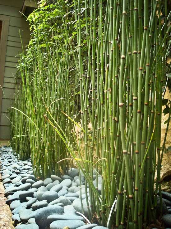 landscape ideas with bamboo garden decoration stone paths