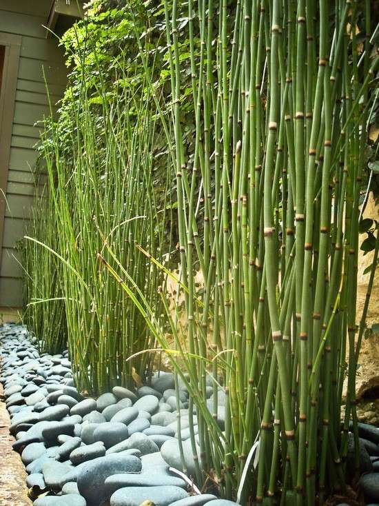 70 Bamboo Garden Design Ideas How To Create A Picturesque Landscape