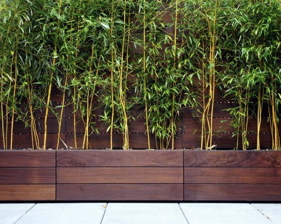 modern exterior design bamboo in the garden