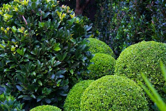 modern garden design ideas evergreen plants shrubs privacy