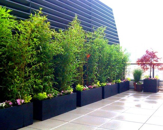 rooftop terrace design ideas bamboo in pots