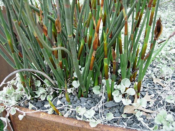 springtime ideas large planter reeds gravel 