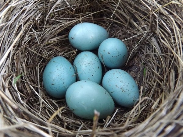 Original easter decoration blue speckled eggs nest