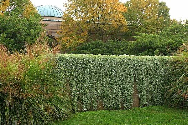 attractive plant wall garden decoration ideas