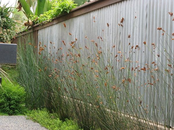 corrugated metal privacy fence high plants