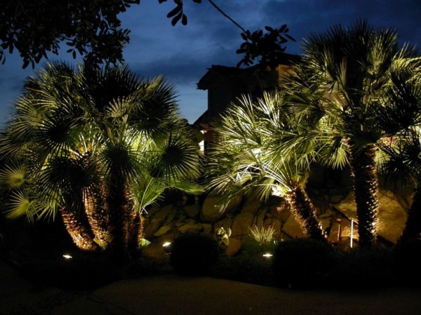exterior lighting accents exotic palm trees