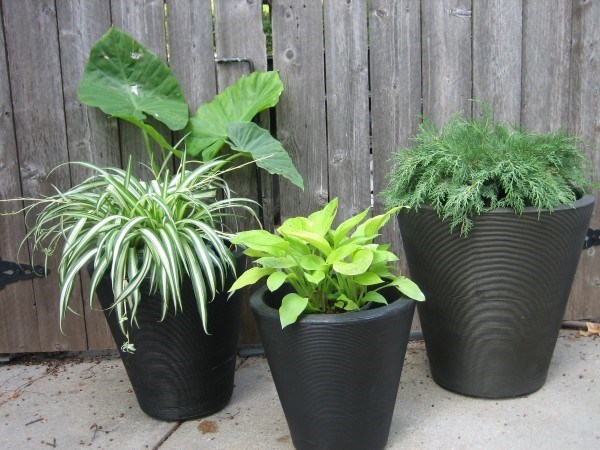 fantastic garden decor ideas containers low plants