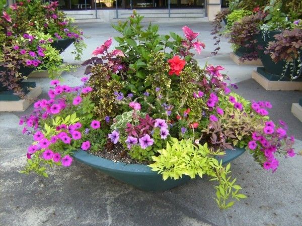 garden decoration ideas low container blossoming flowers