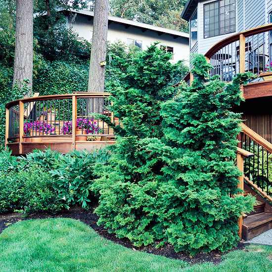 Privacy deck ideas green plants wall